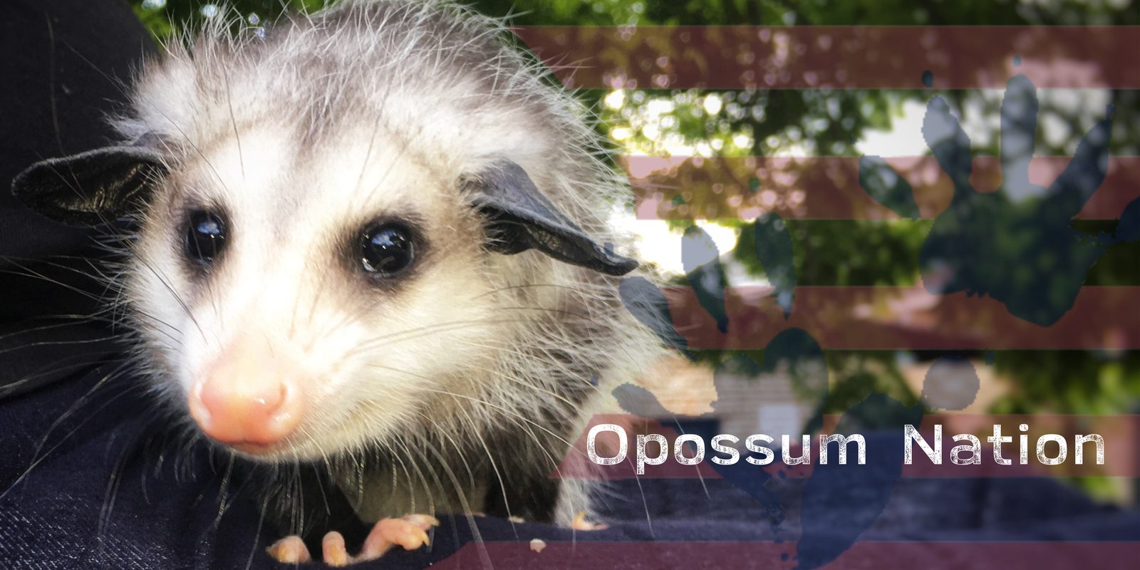 Opossum Nation Banner