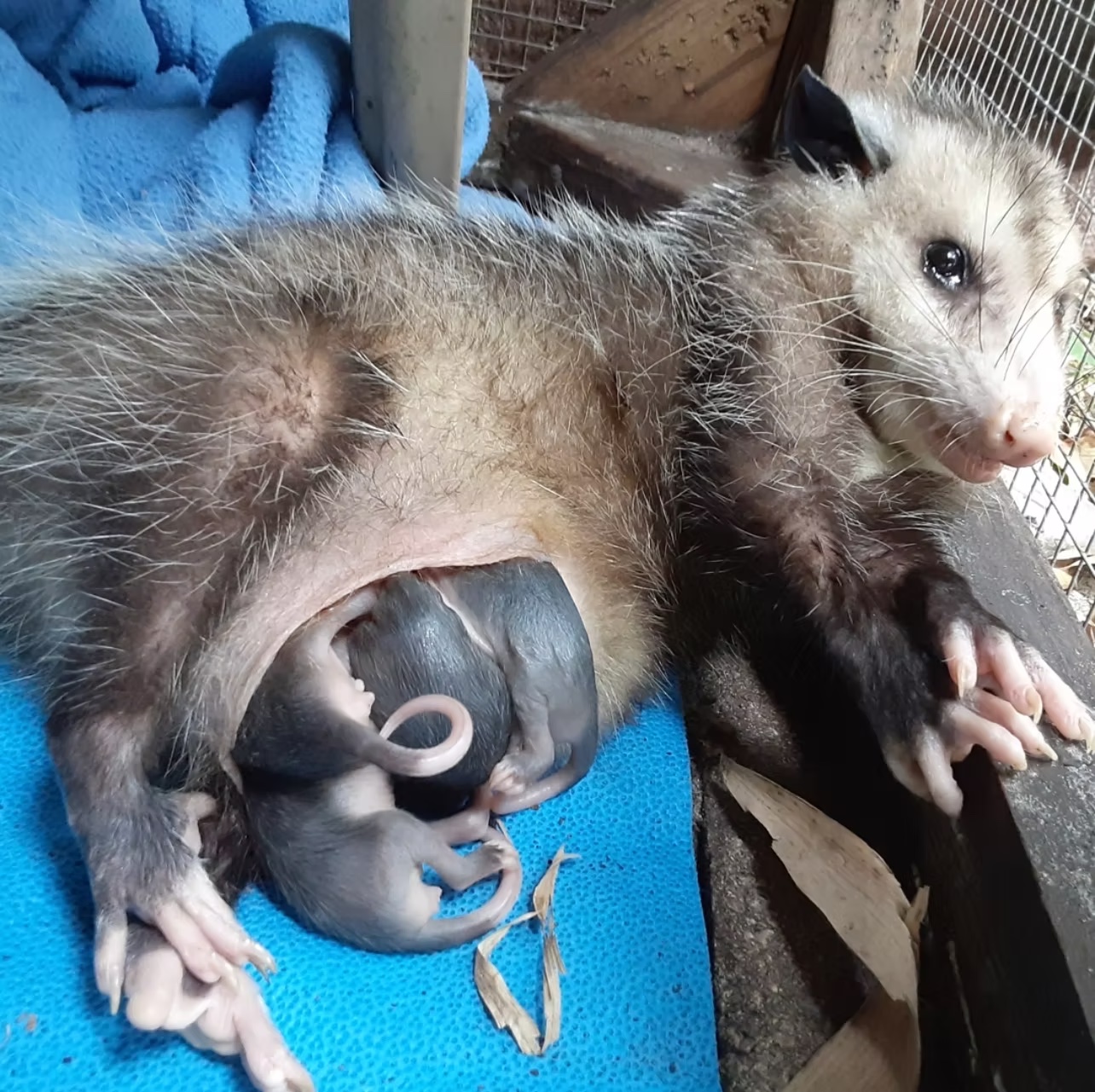 Mama Opossum