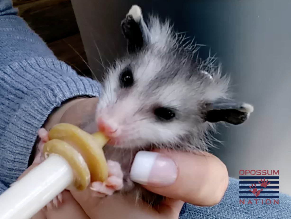 Opossum Rehab